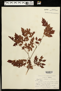 Ampelopsis arborea image