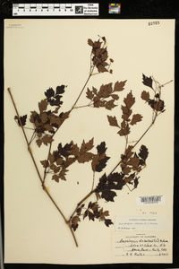 Ampelopsis arborea image