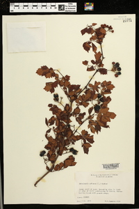 Ampelopsis arborea image