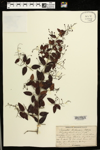 Sageretia minutiflora image