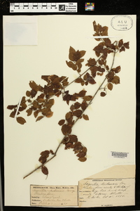 Sageretia minutiflora image