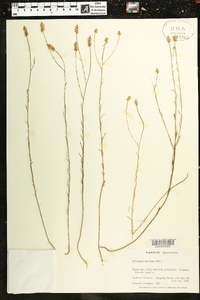 Polygala mariana image