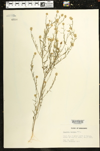 Polygala mariana image