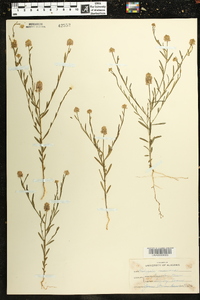 Polygala mariana image