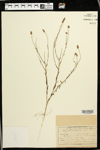 Polygala mariana image