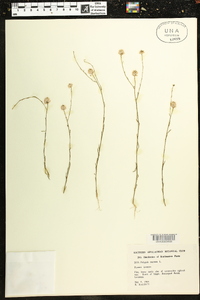 Polygala mariana image