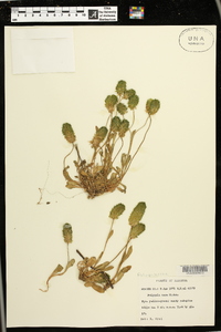 Polygala nana image