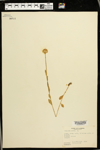 Polygala lutea image