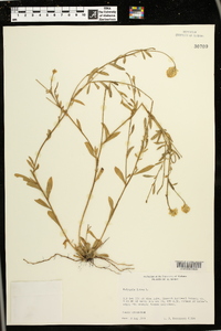 Polygala lutea image