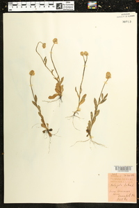 Polygala lutea image