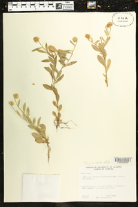 Polygala lutea image