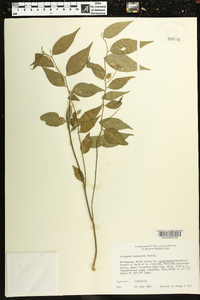 Image of Asemeia hondurana