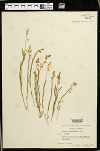 Asemeia grandiflora image