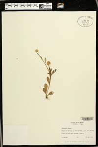 Polygala lutea image