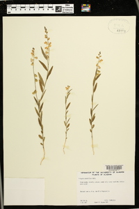 Asemeia grandiflora image