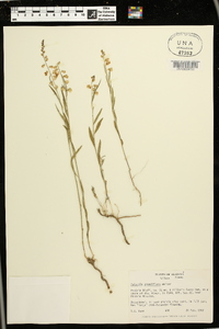 Asemeia grandiflora image