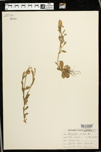 Polygala lutea image