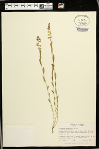 Asemeia grandiflora image