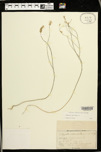 Polygala incarnata image