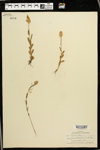 Polygala lutea image