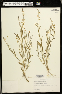 Asemeia grandiflora image