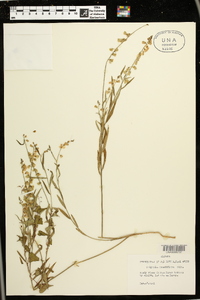 Asemeia grandiflora image