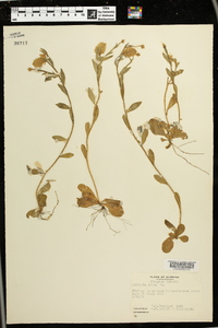 Polygala lutea image