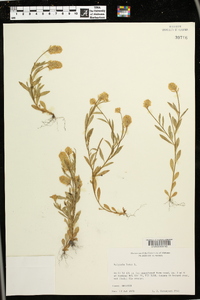 Polygala lutea image