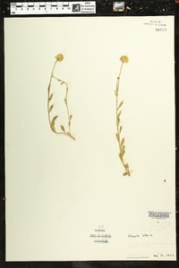 Polygala lutea image