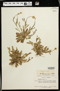 Polygala lutea image