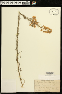 Conyza bonariensis image