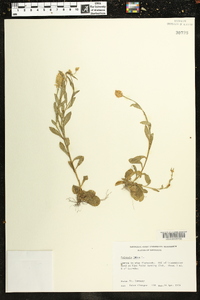 Polygala lutea image