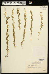 Asemeia grandiflora image