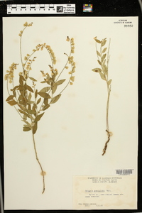 Asemeia grandiflora image