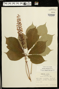 Aesculus parviflora image