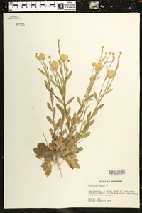 Polygala lutea image