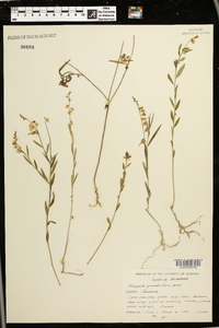 Asemeia grandiflora image