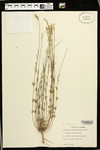 Polygala boykinii image