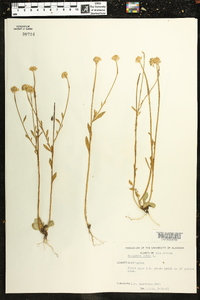 Polygala lutea image