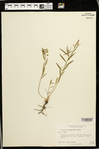 Asemeia grandiflora image