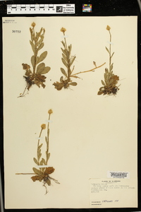 Polygala lutea image