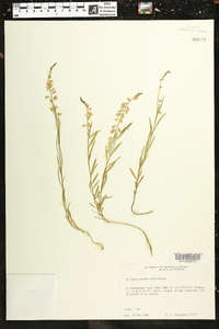 Asemeia grandiflora image