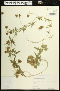 Cardiospermum halicacabum image