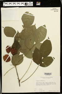 Staphylea trifolia image