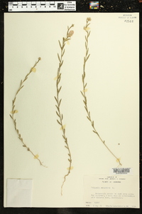 Polygala sanguinea image