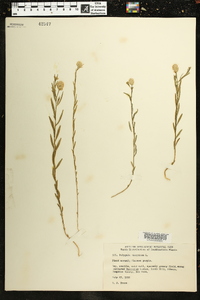 Polygala sanguinea image