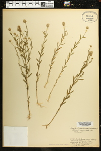 Polygala sanguinea image