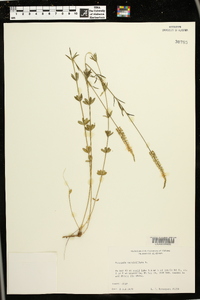 Polygala verticillata image