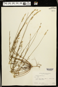 Polygala verticillata image