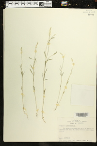 Polygala verticillata image